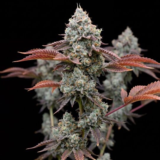 Donny Burger feminized seeds