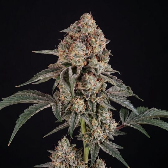 Dosed Chocolate Chips Feminized