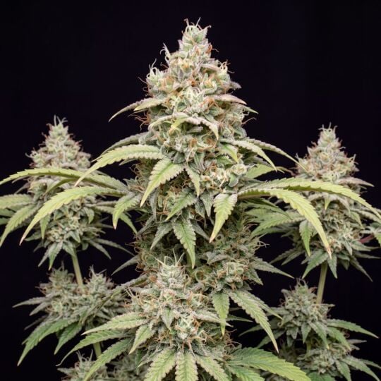 dougs varin feminized seeds