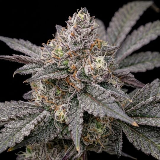 Dulce De Uva Feminized Cannabis