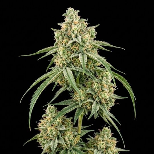 Durban Poison Feminized