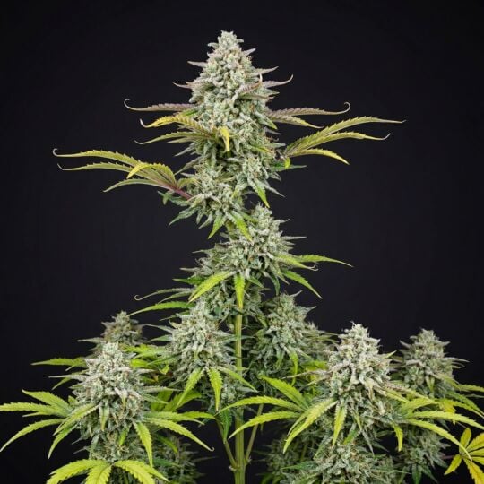 Durban Poison Autoflower