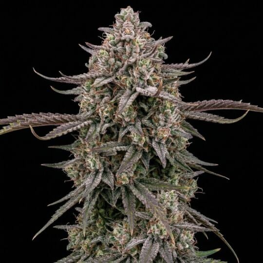Dynasty Feminized