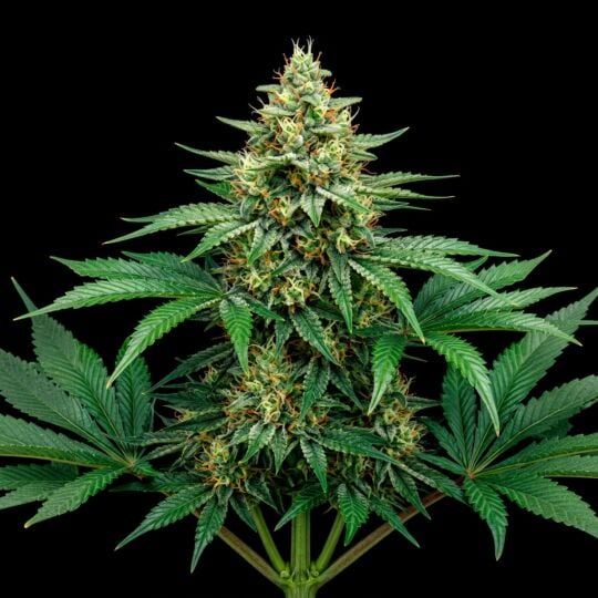 Early Skunk Feminized