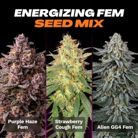 Energizing Feminized Seed Mix