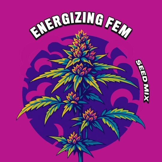 Energizing Feminized Seed Mix