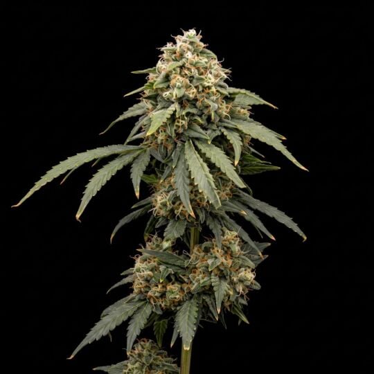 Exodus Cheese