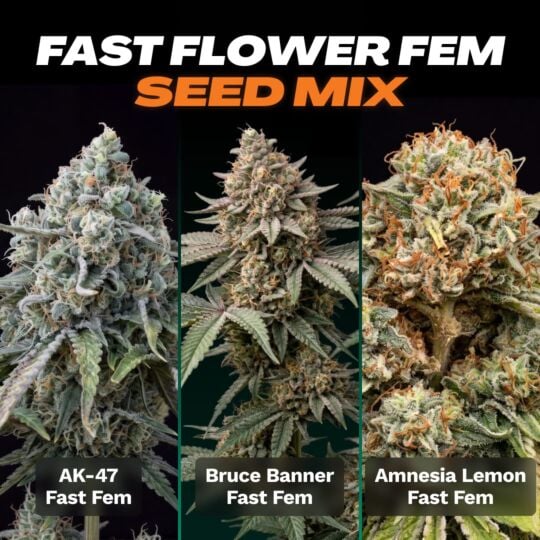 Fast Flower Feminized Seed Mix