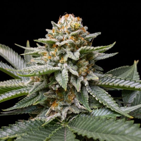 Fire OG