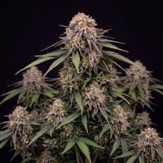 Fruit Autoflower