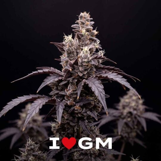 Fruit Pie Auto Seeds