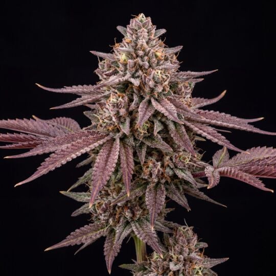 Fruity Pebbles OG (FPOG) Feminized Seeds