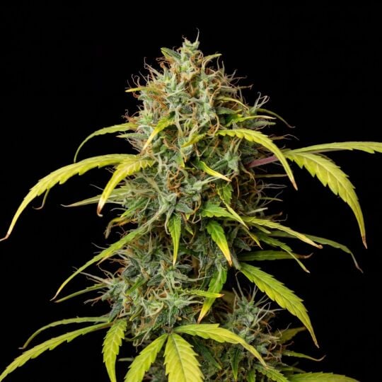 G13 Autoflower Seeds
