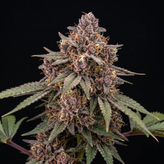 Galactic Runtz Feminized