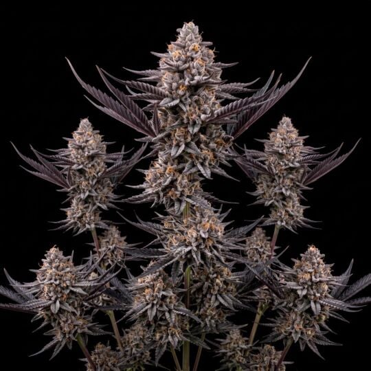 Garlic Juice Auto Seeds
