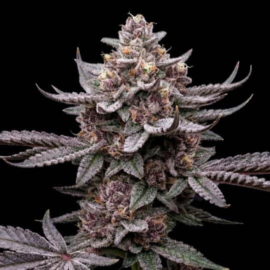 gary payton feminized seeds