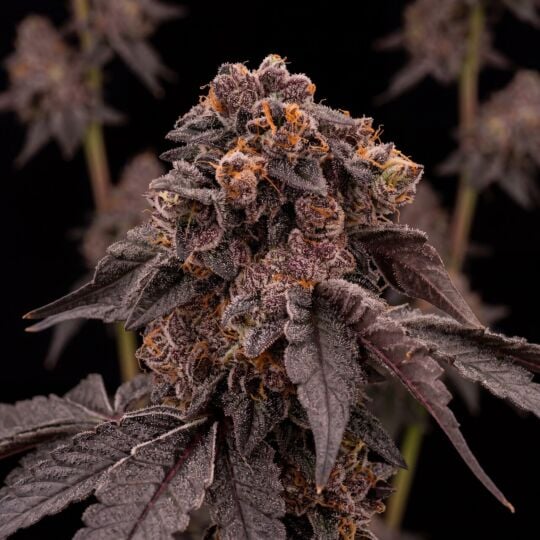 Frosted Gelato 41 Seeds