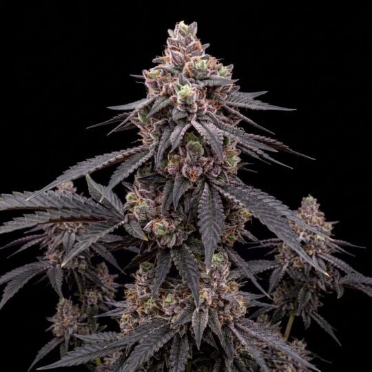 Gelato Regular