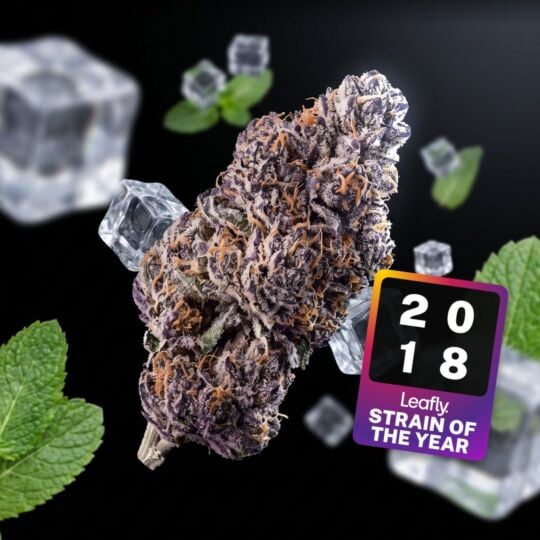 Gelato THCa Flower