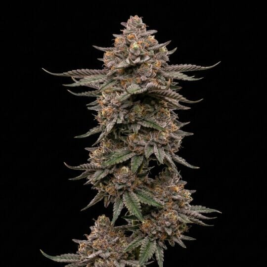 Gelato Rainbow Sherbet Feminized