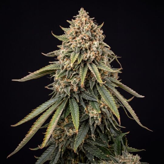 GG Lemon Feminized