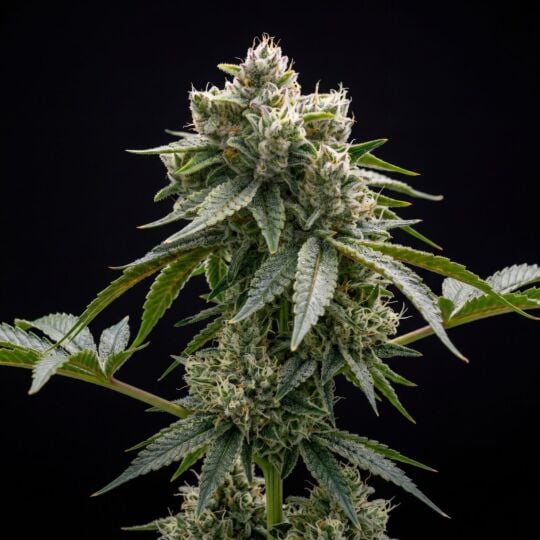 GG #4 Feminized Seeds