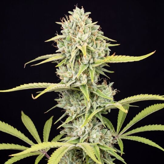 Ghost Train Haze x Pellezino Feminized Seeds