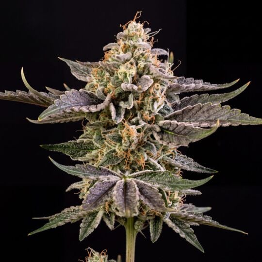 Girl Scout Cookies x Cheese
