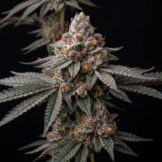Girl Scout Cookies x Do-Si-Dos Seeds