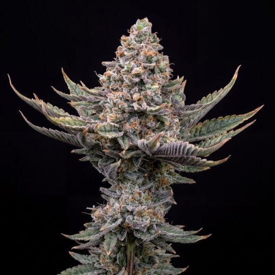 Girl Scout Cookies x Jack Herer Feminized