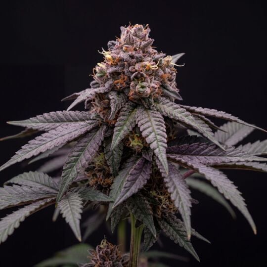 Girl Scout Cookies x Sour Diesel
