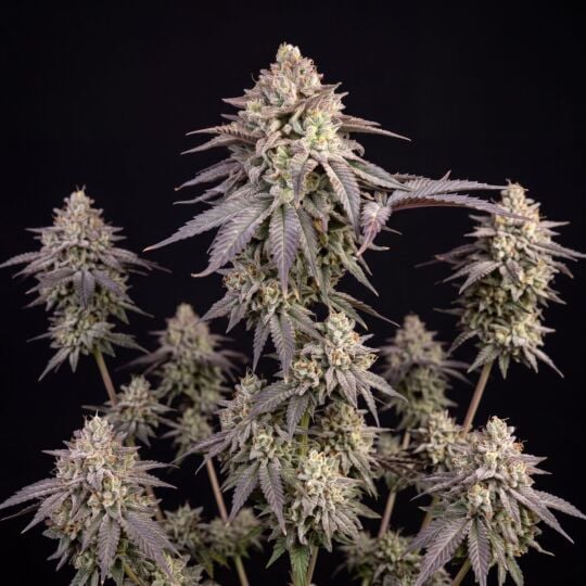 GMO Autoflower Seeds 