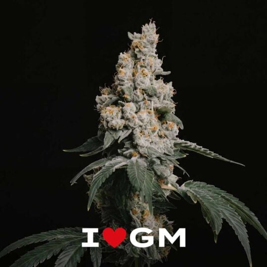 GMO Cookies Seeds