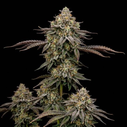 Godfather OG Feminized