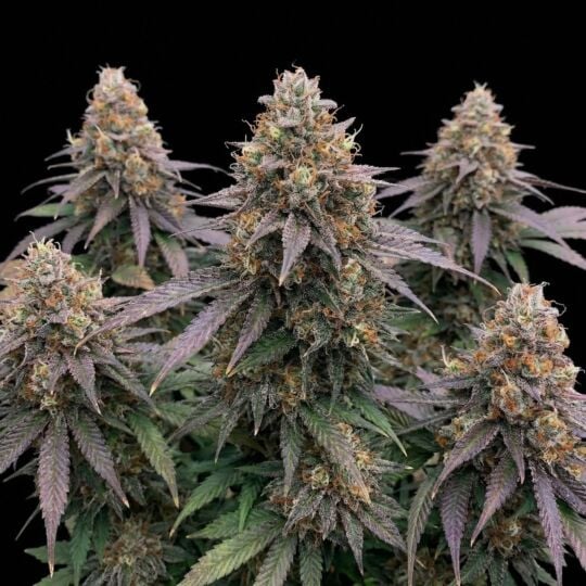 Godfather OG Autoflower