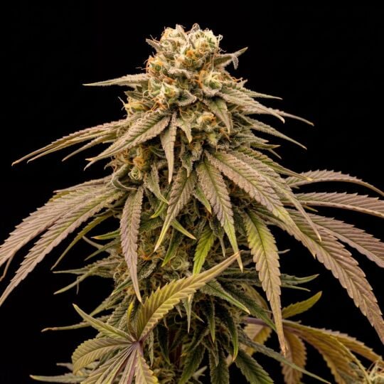 Golden Goat Seeds