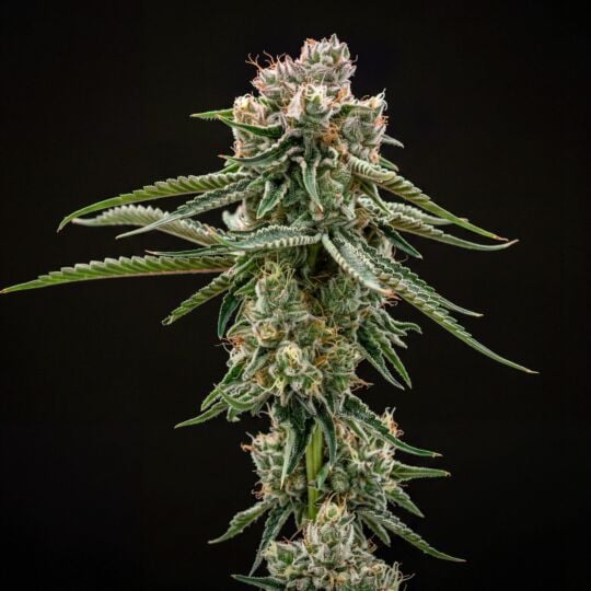 GG #4 Feminized Seeds