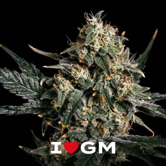 Gorilla Zkittlez Seeds