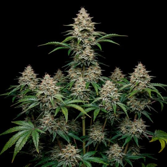 GG 4 Autoflower Seeds