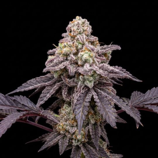 Grandaddy Black