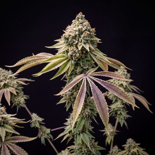 Grandaddy Bruce Feminized
