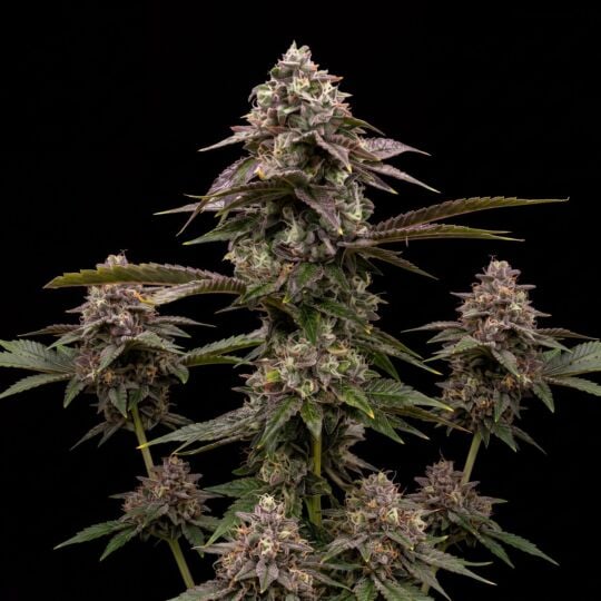Grandaddy Purple x Bruce Banner Feminized