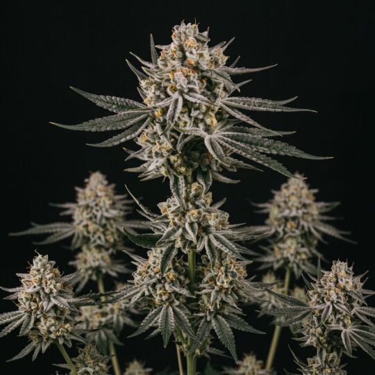 Grape Octane Autoflower