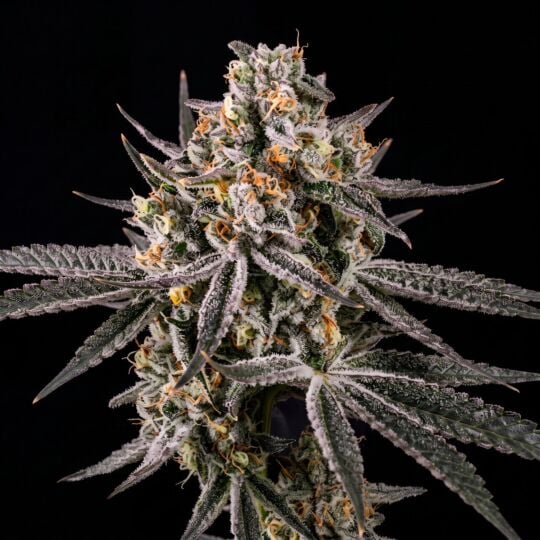 Grape Octane Feminized