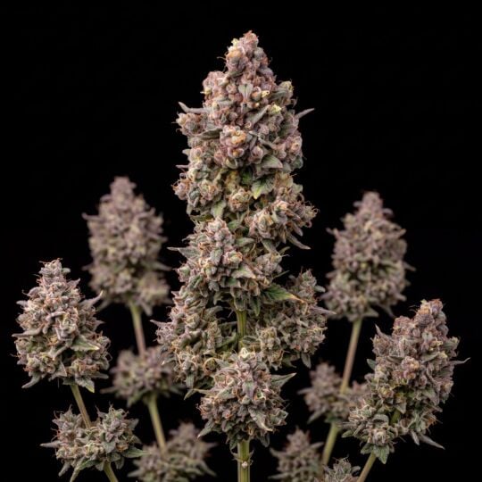 Grapefruit Autoflower Seeds