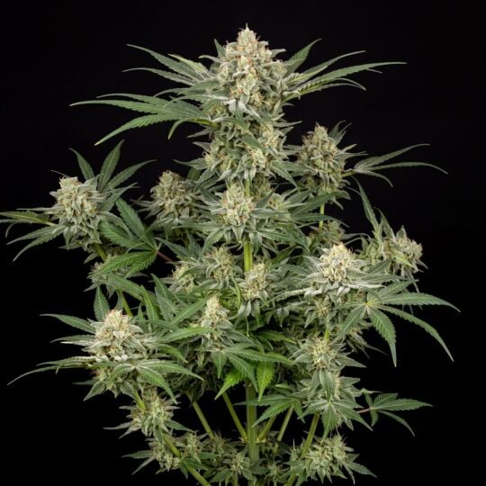 Grapefruit