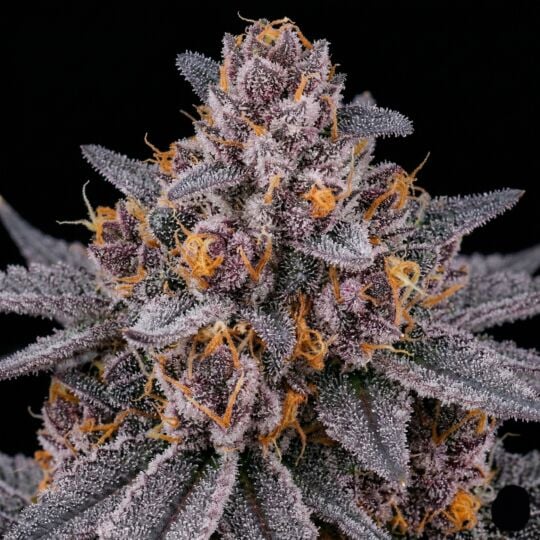 Grapericot Pie Autoflower