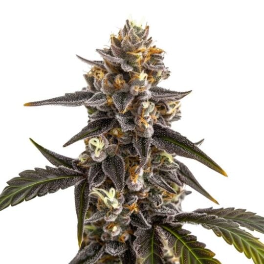 Grave Candy Autoflower