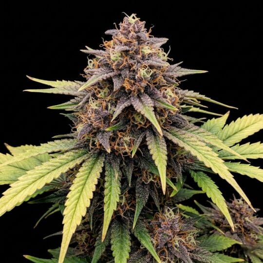 Gravenstein OG Autoflower