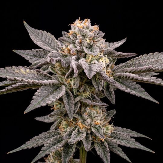 Grease Monkey Feminized - The Bulldog Seeds